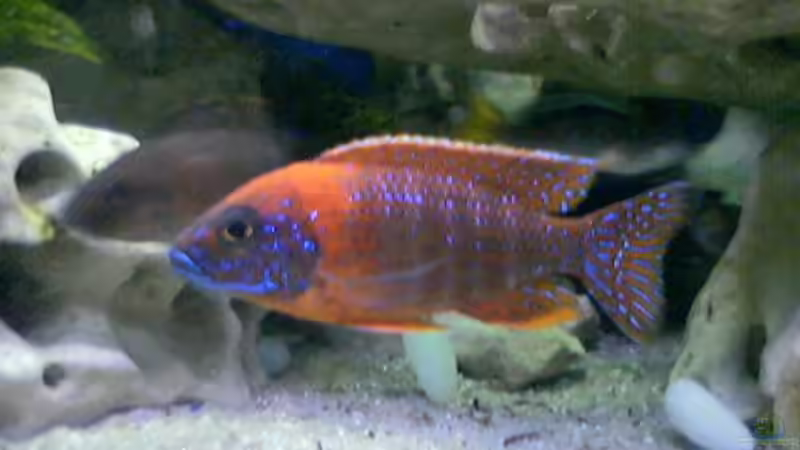 Besatz im Aquarium Becken 149 von Michael Mosch (11)