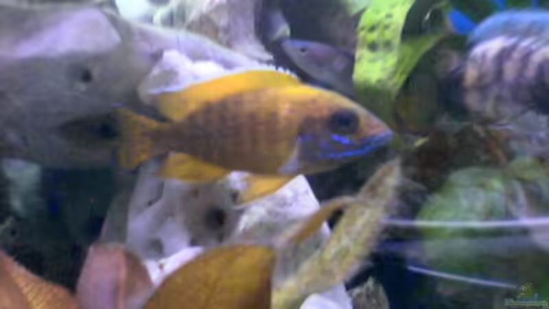 Besatz im Aquarium Becken 149 von Michael Mosch (6)