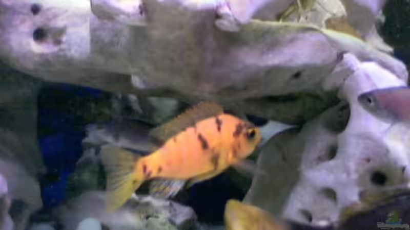 Besatz im Aquarium Becken 149 von Michael Mosch (8)