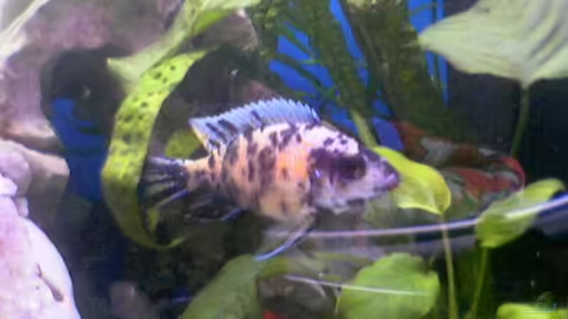 Besatz im Aquarium Becken 149 von Michael Mosch (9)