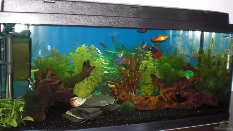 Besatz im Aquarium Becken 14906 von Christian Dorch (2)
