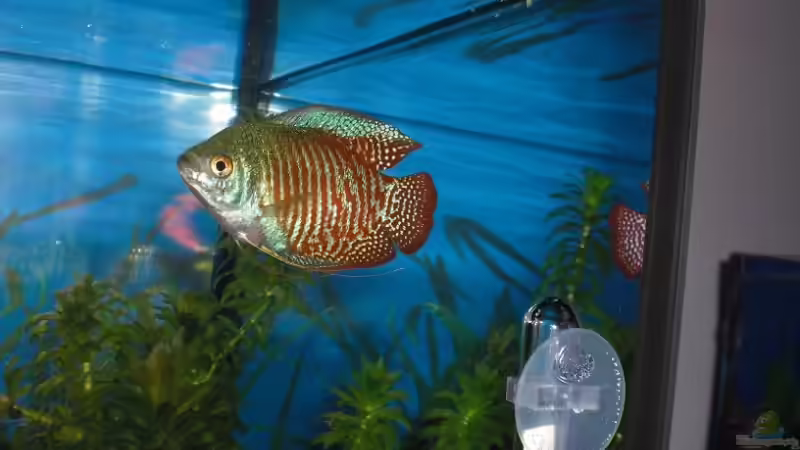 Besatz im Aquarium Becken 14906 von Christian Dorch (3)