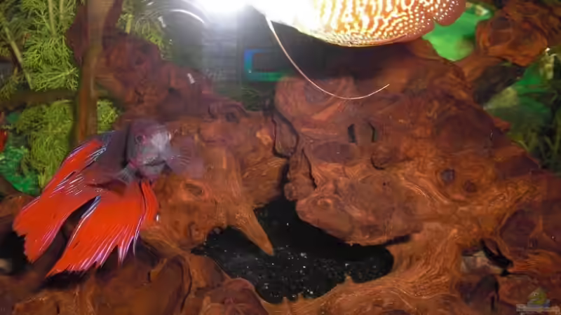 Besatz im Aquarium Becken 14906 von Christian Dorch (4)