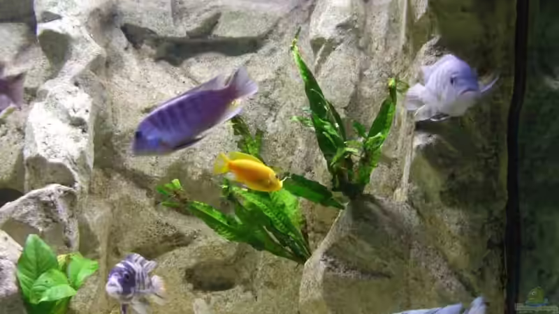 Besatz im Aquarium Becken 14927 von Joopde (31)