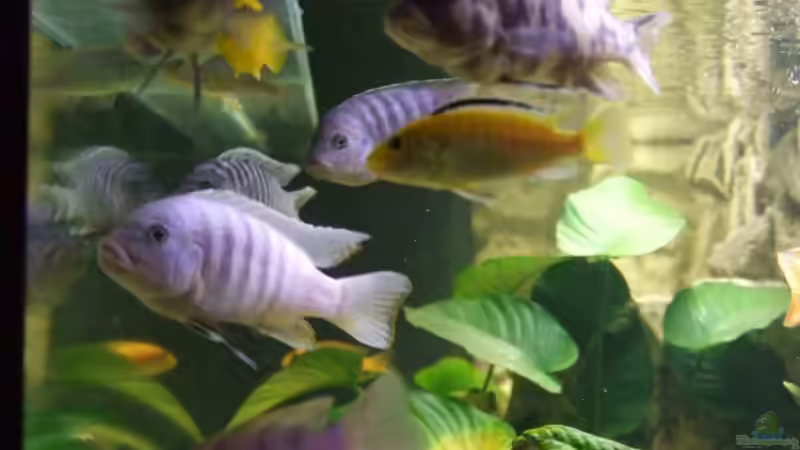 Besatz im Aquarium Becken 14927 von Joopde (32)