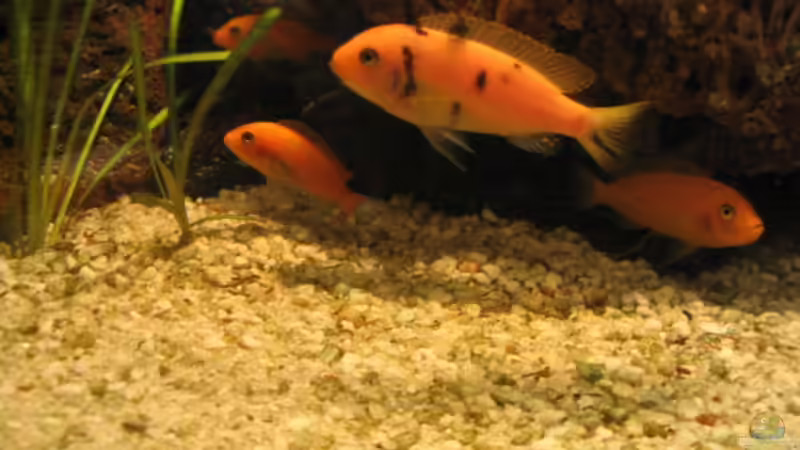 Besatz im Aquarium Becken 1493 von Andrea Linge (10)