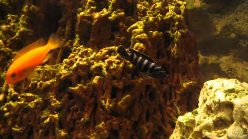 Besatz im Aquarium Becken 1493 von Andrea Linge (11)