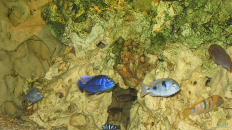 Besatz im Aquarium Becken 1493 von Andrea Linge (12)