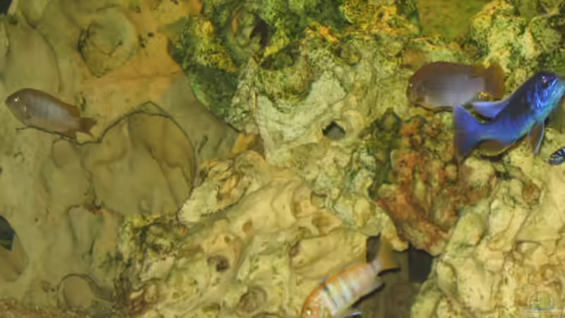 Besatz im Aquarium Becken 1493 von Andrea Linge (13)