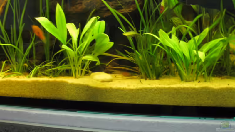 Besatz im Aquarium Becken 14936 von TomTomHbb (6)