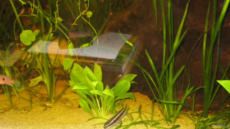 Besatz im Aquarium Becken 14936 von TomTomHbb (7)