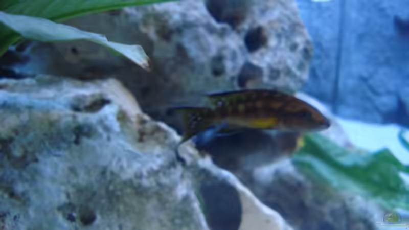 Besatz im Aquarium Becken 14942 von Max1 (22)