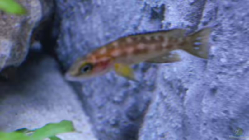 Besatz im Aquarium Becken 14942 von Max1 (23)