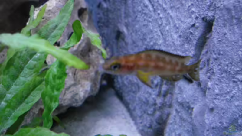 Besatz im Aquarium Becken 14942 von Max1 (24)