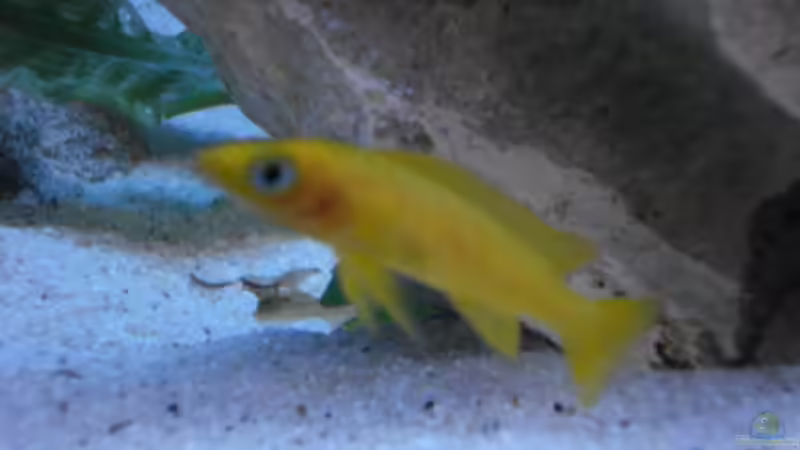 Besatz im Aquarium Becken 14942 von Max1 (25)