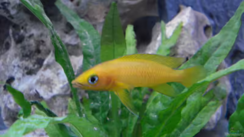 Besatz im Aquarium Becken 14942 von Max1 (26)