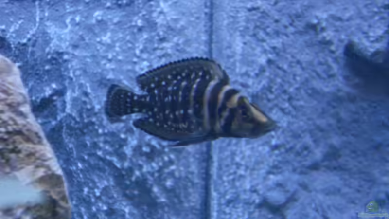 Besatz im Aquarium Becken 14942 von Max1 (27)