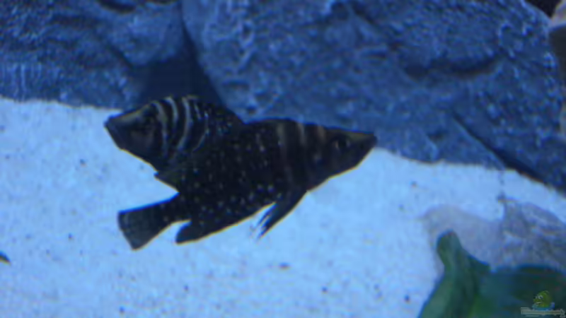 Besatz im Aquarium Becken 14942 von Max1 (28)