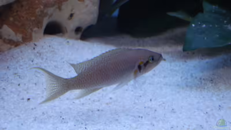 Besatz im Aquarium Becken 14942 von Max1 (29)