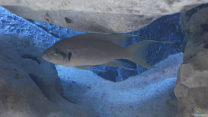 Besatz im Aquarium Becken 14942 von Max1 (30)