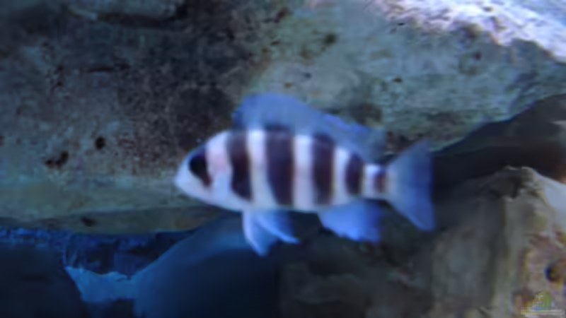 Besatz im Aquarium Becken 14942 von Max1 (32)