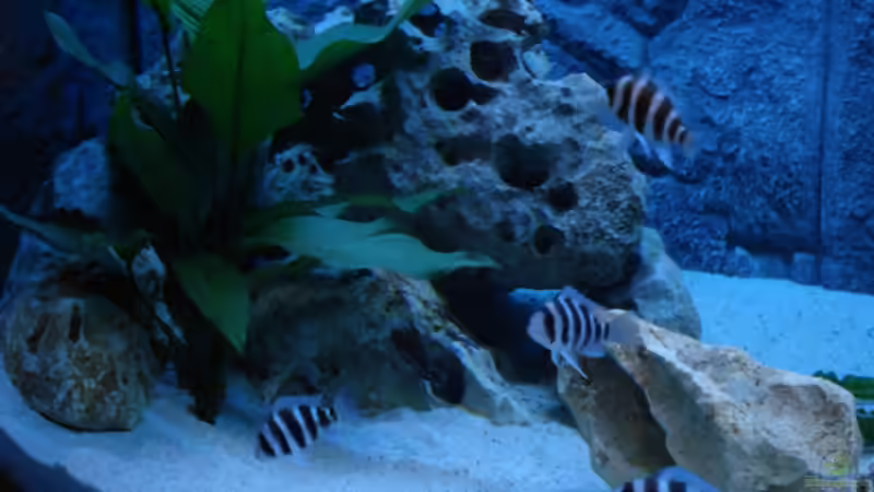 Besatz im Aquarium Becken 14942 von Max1 (33)