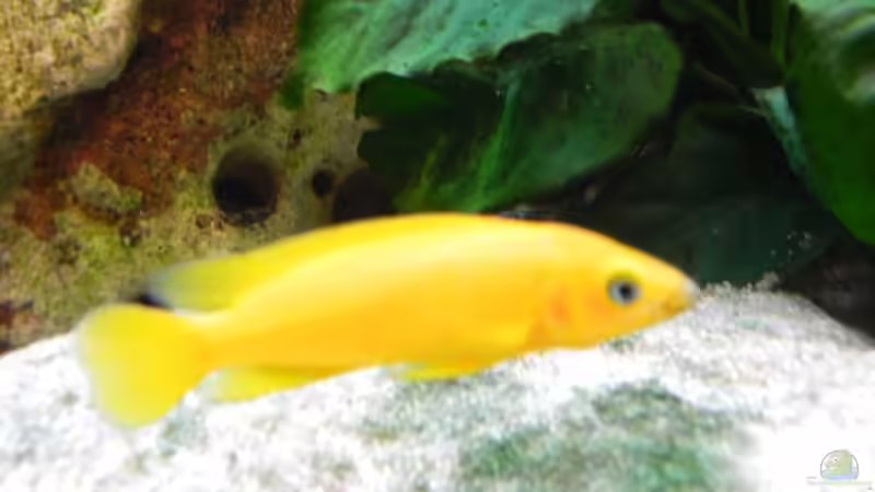 Besatz im Aquarium Becken 14942 von Max1 (34)