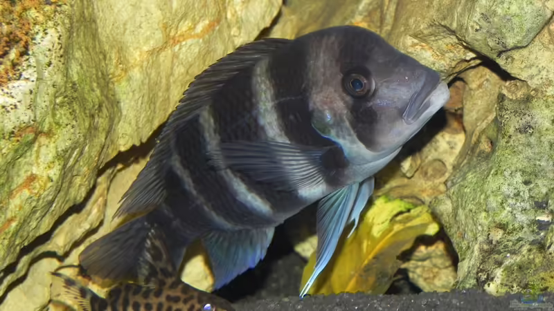 Besatz im Aquarium Becken 14942 von Max1 (37)