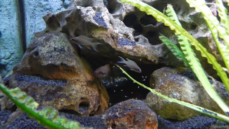 Besatz im Aquarium Becken 14942 von Max1 (38)