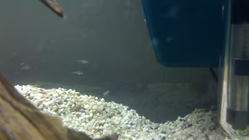 Besatz im Aquarium Becken 14957 von Tan1th (11)