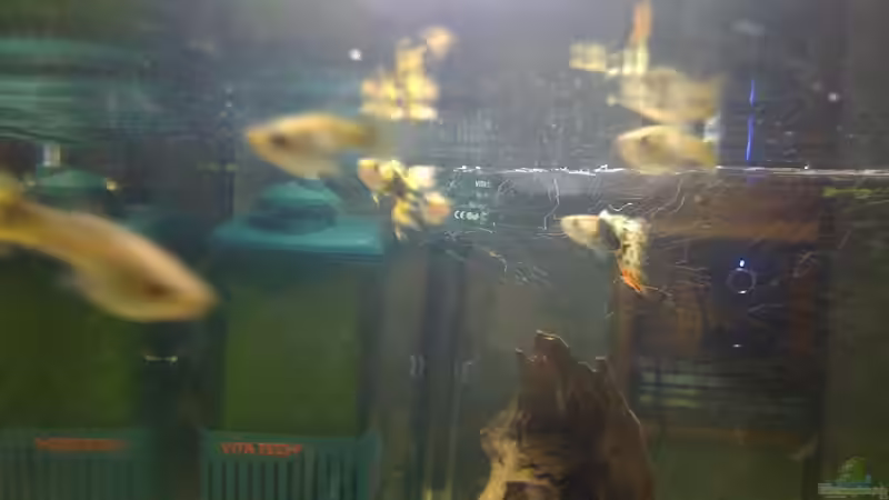 Besatz im Aquarium Becken 14957 von Tan1th (9)