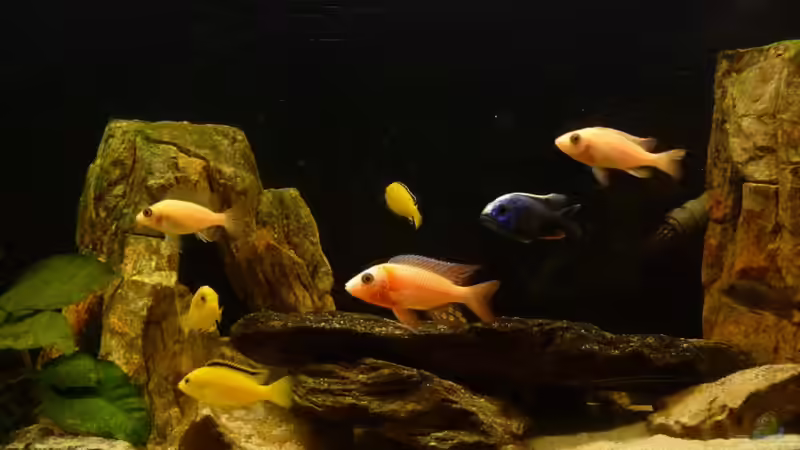 Besatz im Aquarium Becken 14994 von malawimimi (8)