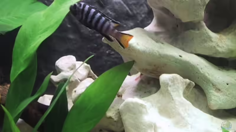 Besatz im Aquarium Becken 15 von Norbert Philipp (5)