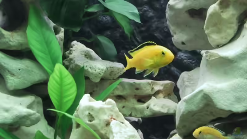 Besatz im Aquarium Becken 15 von Norbert Philipp (6)