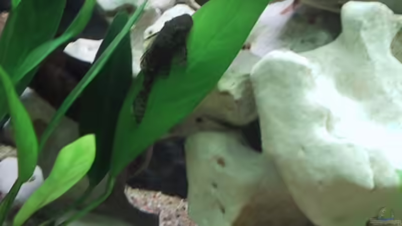 Besatz im Aquarium Becken 15 von Norbert Philipp (7)