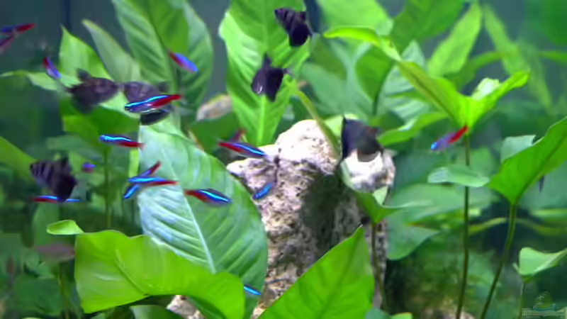 Besatz im Aquarium Becken 1501 von Gabriela Lang (13)