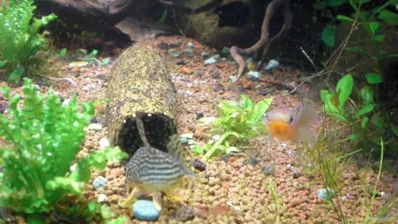 Besatz im Aquarium Becken 1507 von Aero-Frank (18)