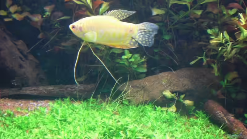 Besatz im Aquarium Becken 1507 von Aero-Frank (19)