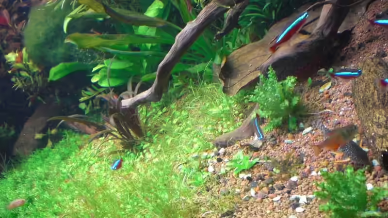 Besatz im Aquarium Becken 1507 von Aero-Frank (20)