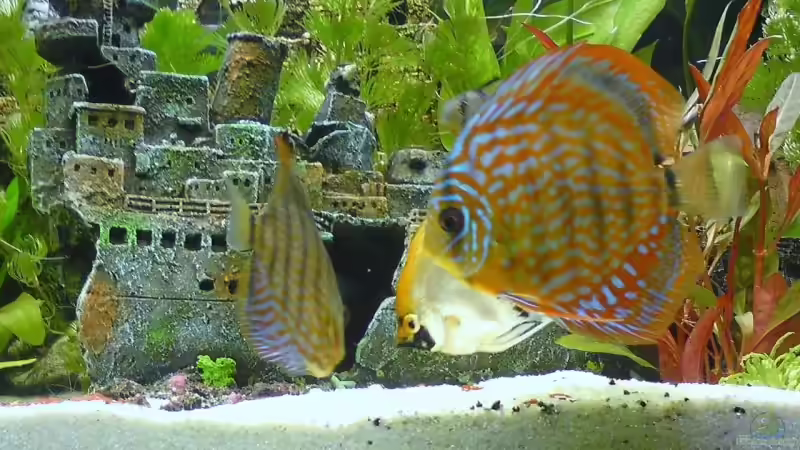 Besatz im Aquarium Becken 15081 von Chris Krabbe (13)