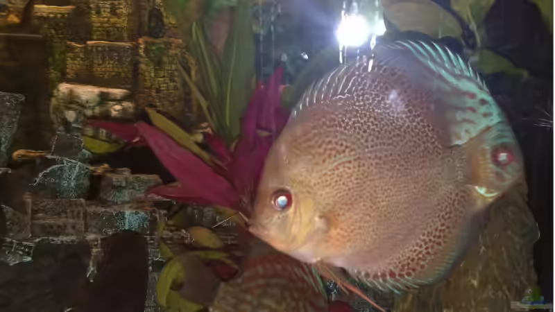 Besatz im Aquarium Becken 15081 von Chris Krabbe (14)