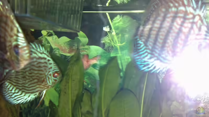 Besatz im Aquarium Becken 15081 von Chris Krabbe (15)