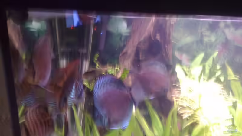 Besatz im Aquarium Becken 15081 von Chris Krabbe (16)