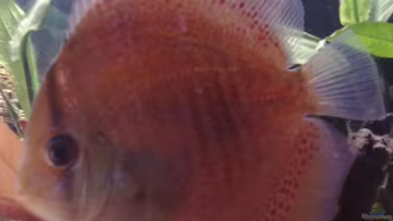 Besatz im Aquarium Becken 15081 von Chris Krabbe (17)