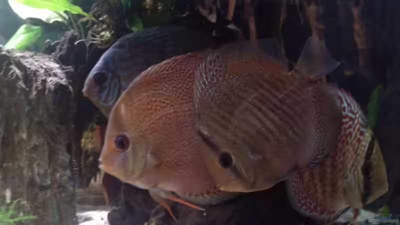 Besatz im Aquarium Becken 15081 von Chris Krabbe (18)