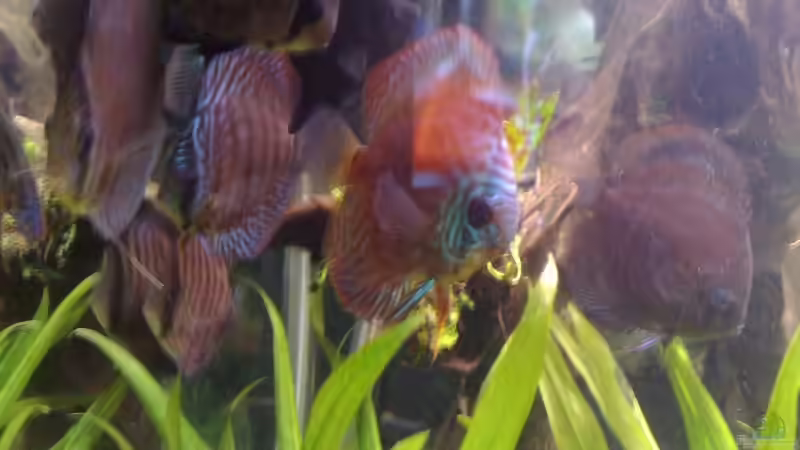 Besatz im Aquarium Becken 15081 von Chris Krabbe (19)