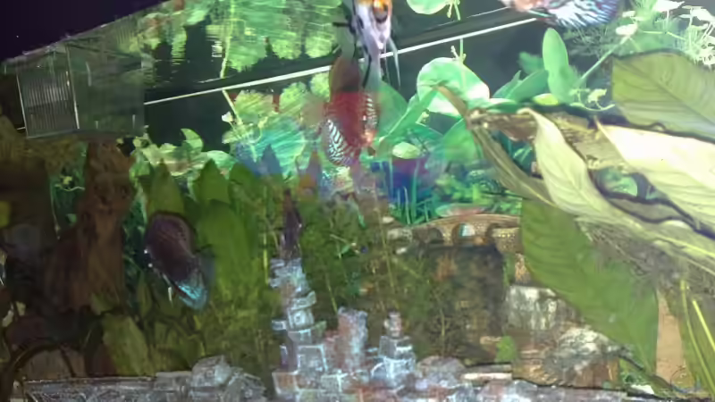 Besatz im Aquarium Becken 15081 von Chris Krabbe (20)