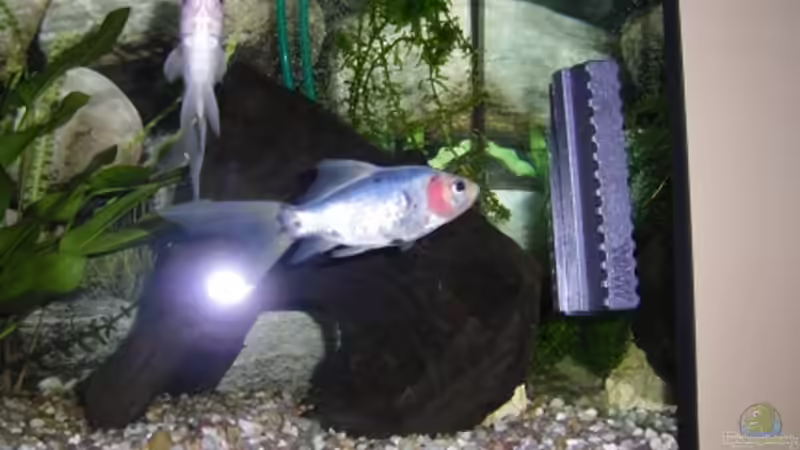 Besatz im Aquarium Becken 15088 von Miri (8)