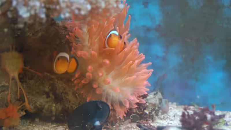 Besatz im Aquarium Becken 15157 von Björns aqua (14)