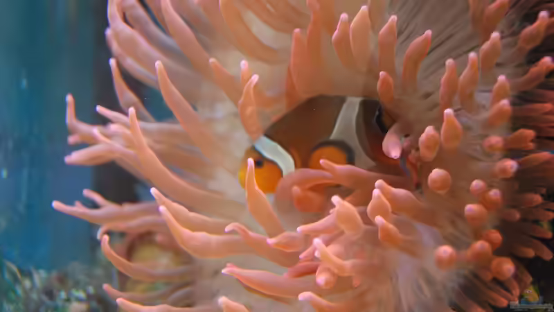 Besatz im Aquarium Becken 15157 von Björns aqua (15)